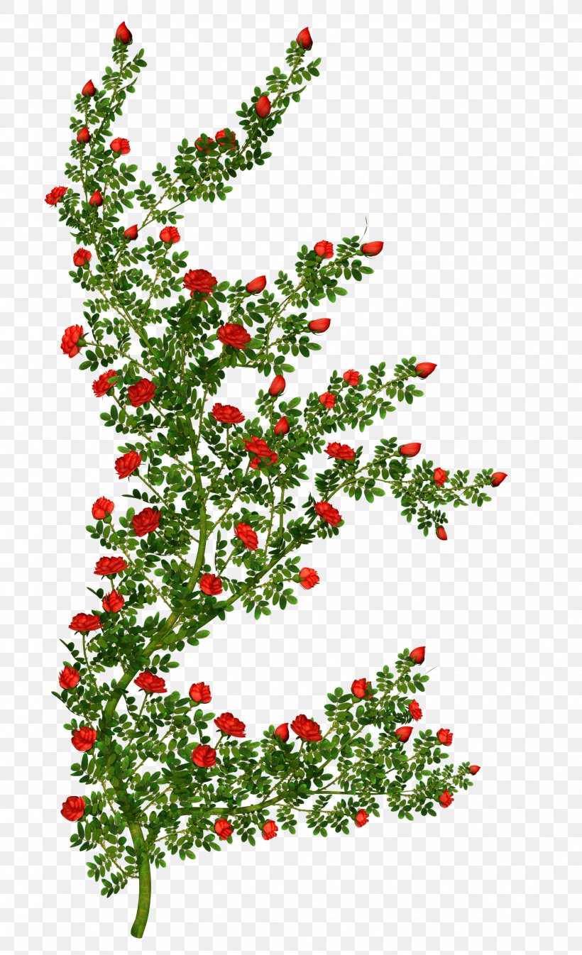 Rose Shrub Flower Clip Art, PNG, 1852x3040px, Rose, Aquifoliaceae, Aquifoliales, Branch, Christmas Download Free