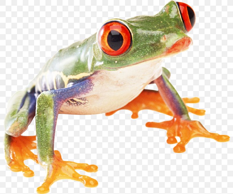True Frog Amphibians Toad, PNG, 800x682px, True Frog, Amphibian, Amphibians, Animal, Fish Download Free