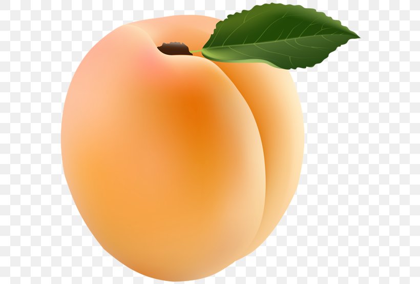 Apricot Clip Art, PNG, 600x554px, Apricot, Apple, Art Museum, Food, Fruit Download Free