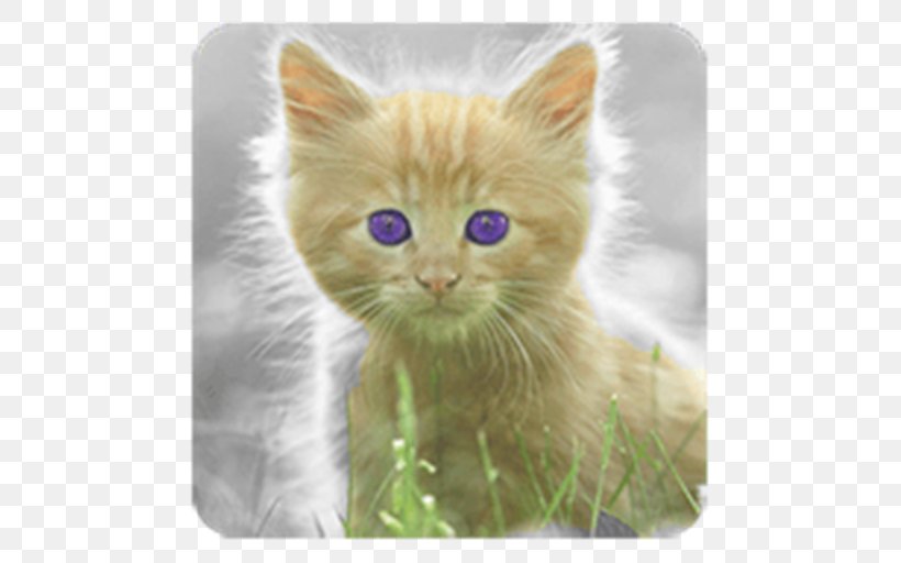 Kitten British Semi-longhair Persian Cat Asian Semi-longhair Ragamuffin Cat, PNG, 512x512px, Kitten, Asian Semi Longhair, Asian Semilonghair, British Semi Longhair, British Semilonghair Download Free