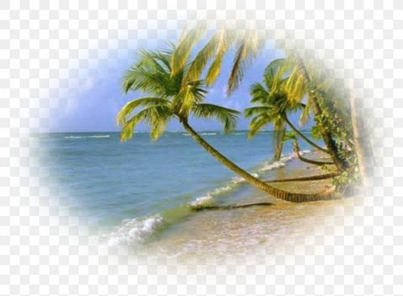 Shore Beach Cox's Bazar Jambiani Sea, PNG, 892x656px, Shore, Arecaceae, Beach, Beach House, Coconut Download Free