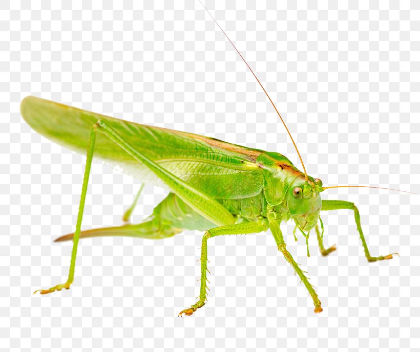 Stock Photography Grasshopper Royalty-free Green, PNG, 816x688px, Stock Photography, Arthropod, Cricket, Cricket Like Insect, Fauna Download Free