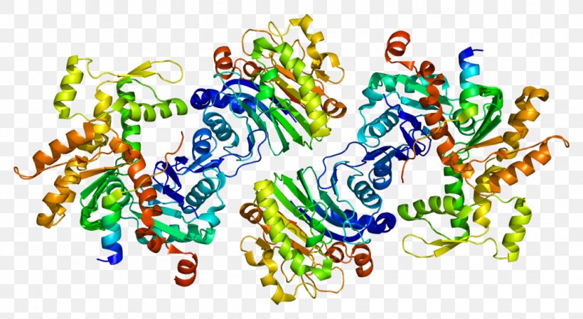 WASF2 Protein Bruton's Tyrosine Kinase Lamellipodium Actin, PNG, 1068x585px, Protein, Actin, Amino Acid, Arp23 Complex, Art Download Free