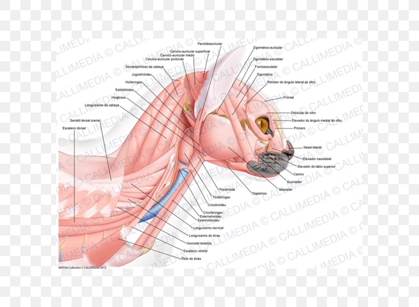 Ear Muscle Anatomy Head Neck, PNG, 600x600px, Watercolor, Cartoon, Flower, Frame, Heart Download Free