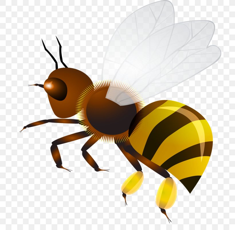 Insect Hornet Honey Bee Wasp Clip Art, PNG, 724x800px, Insect, Apidae, Apis Florea, Arthropod, Bee Download Free