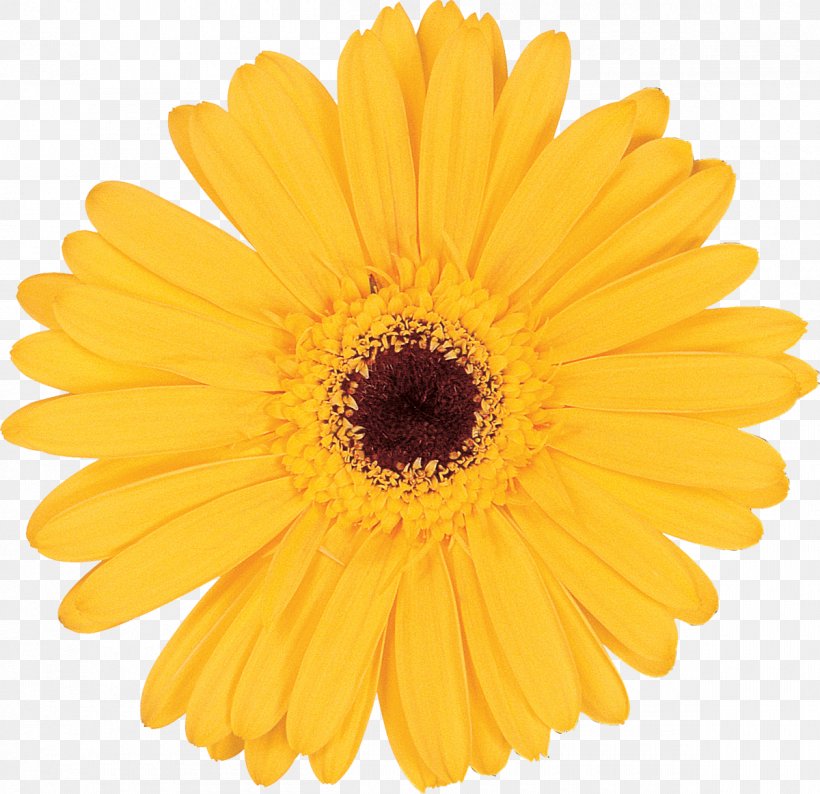 Lucas Greenhouses Common Sunflower Transvaal Daisy Photography, PNG, 1200x1162px, Lucas Greenhouses, Calendula, Chrysanths, Common Sunflower, Cut Flowers Download Free