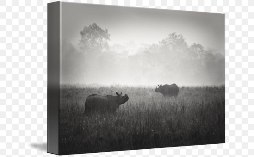 Picture Frames Stock Photography Wildlife White, PNG, 650x507px, Picture Frames, Black And White, Cattle Like Mammal, Fog, Landscape Download Free
