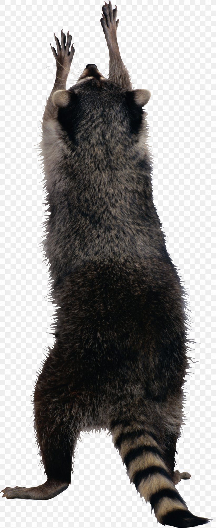Raccoon Squirrel, PNG, 1390x3395px, Raccoon, Carnivoran, Cat, Claw, Digital Image Download Free