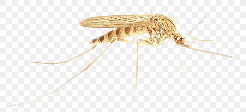Mosquito Insect, PNG, 1758x801px, Cartoon, Drosophila, Insect, Mayflies, Membrane Download Free