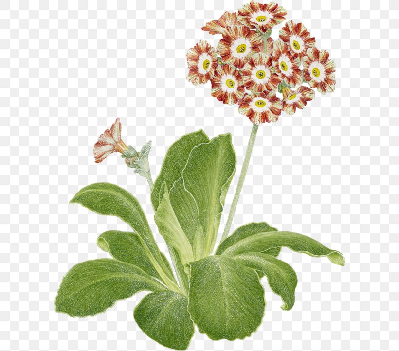 Primrose Auriculas Through The Ages: Bear's Ears, Ricklers And Painted Ladies Cut Flowers Plant, PNG, 600x722px, Primrose, Cut Flowers, Email, Flower, Flowering Plant Download Free