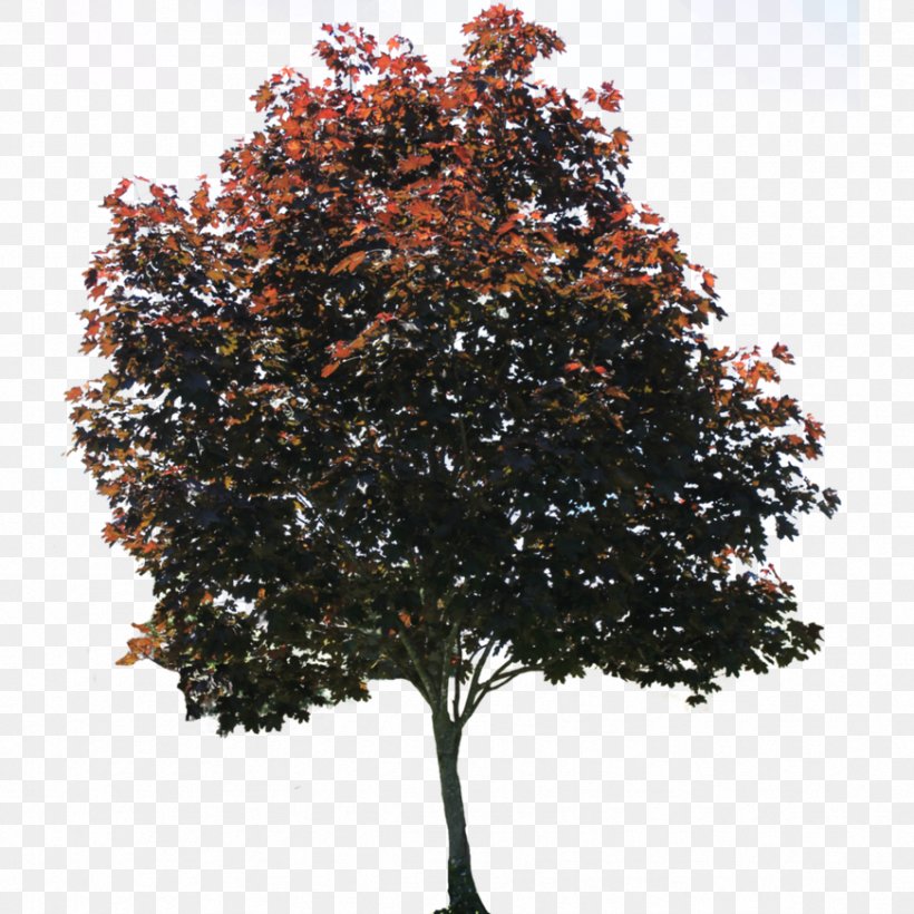 Tree American Sycamore Architectural Rendering, PNG, 871x871px, Tree, American Sycamore, Architectural Rendering, Branch, Plane Trees Download Free