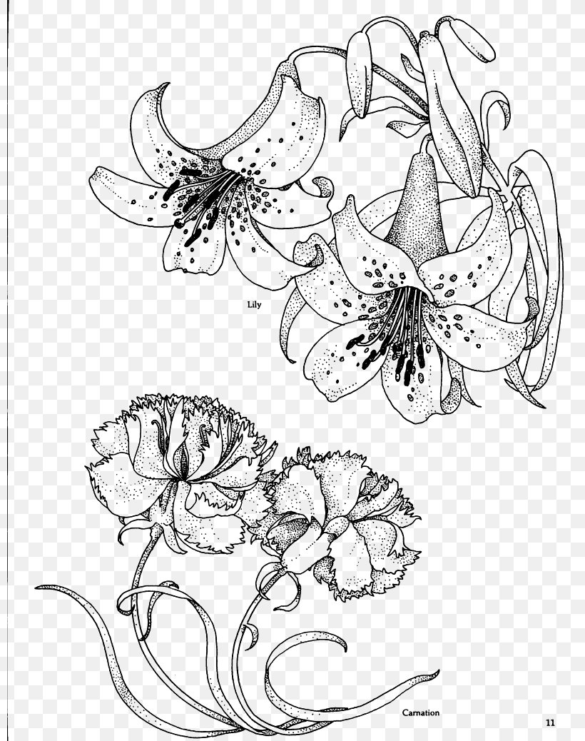 Carnation Birth Flower Drawing Coloring Book, PNG, 800x1038px, Carnation, Area, Art, Artwork, Birth Flower Download Free
