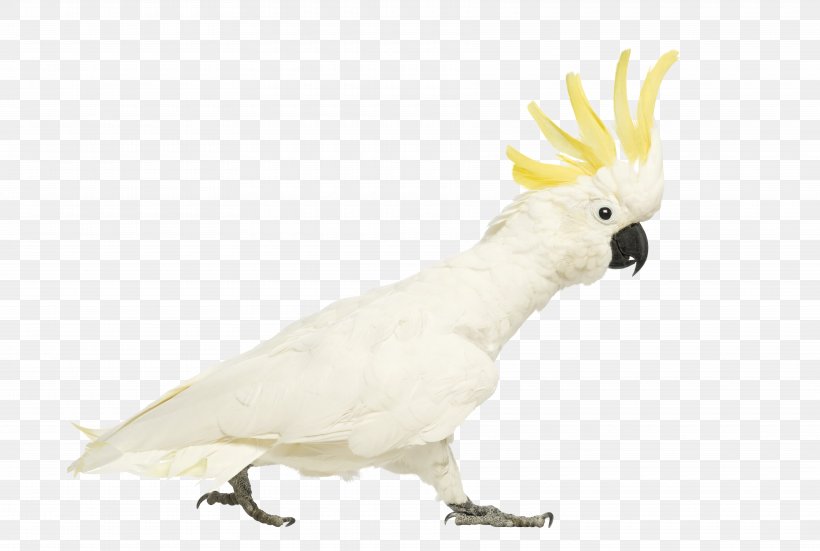 Cockatiel Sulphur-crested Cockatoo Bird, PNG, 7060x4751px, Cockatiel, Beak, Bird, Cockatoo, Common Pet Parakeet Download Free