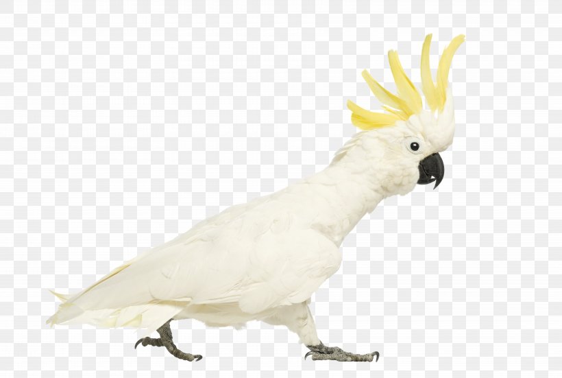 Cockatiel Sulphur-crested Cockatoo Bird, PNG, 7060x4751px, Cockatiel