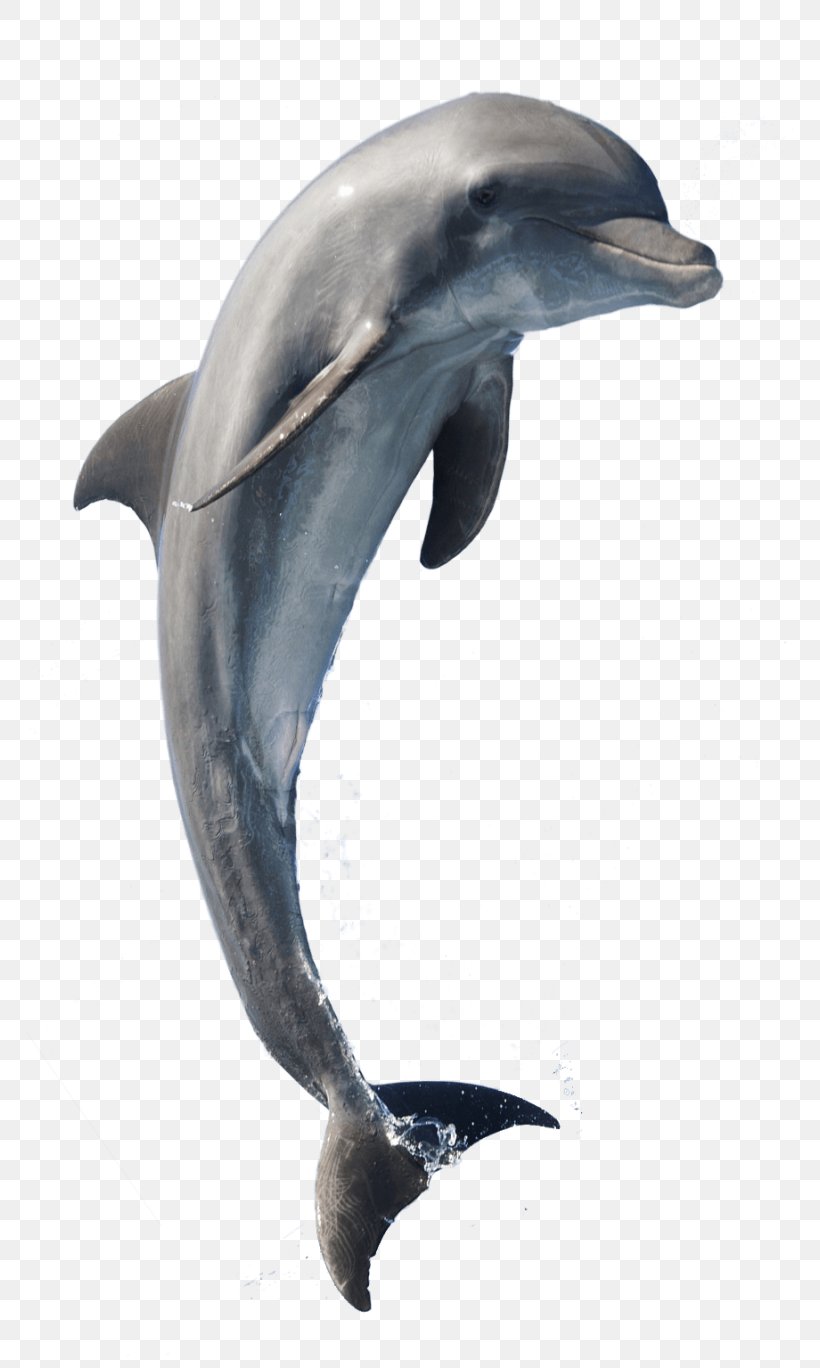 Common Bottlenose Dolphin Short-beaked Common Dolphin Rough-toothed Dolphin Tucuxi Wholphin, PNG, 768x1368px, Common Bottlenose Dolphin, Beak, Bottlenose Dolphin, Cetacea, Common Dolphin Download Free