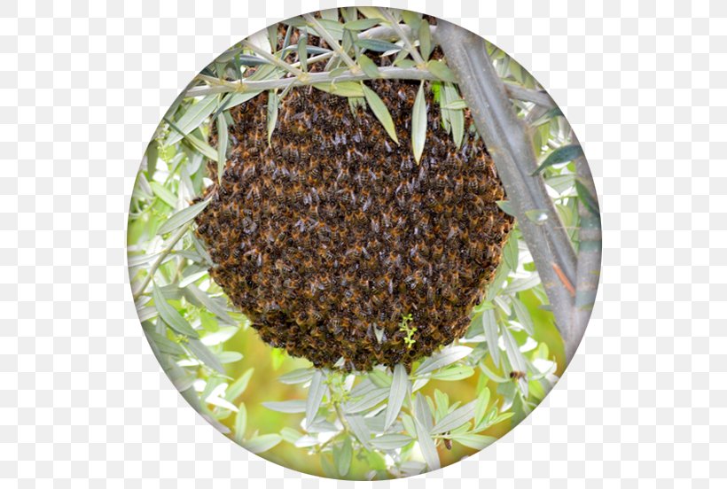 Honey Bee Beehive Ecology, PNG, 558x552px, Honey Bee, Bee, Beehive, Ecology, Fauna Download Free