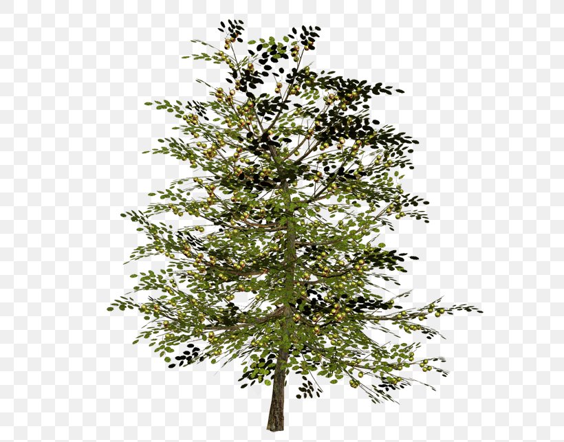Spruce Tree Larch Twig Shrub, PNG, 600x643px, Spruce, Branch, Conifer, Evergreen, Evergreen Marine Corp Download Free