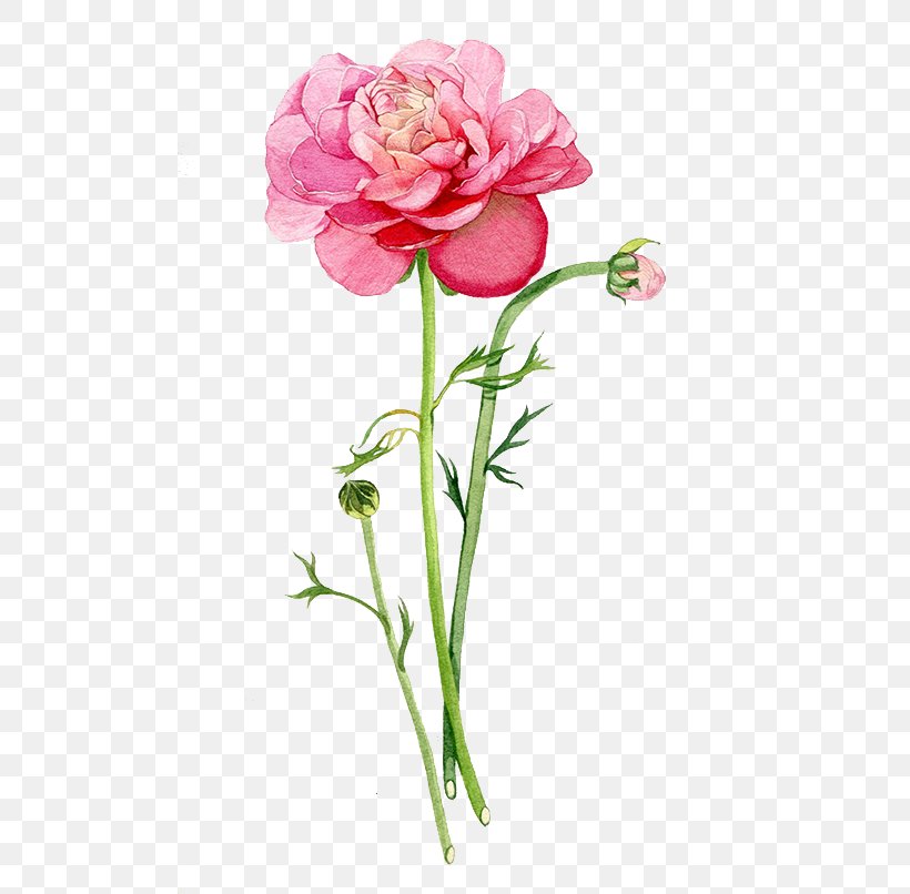 Garden Roses Beach Rose Pink, PNG, 500x806px, Garden Roses, Artificial Flower, Beach Rose, Carnation, Cut Flowers Download Free
