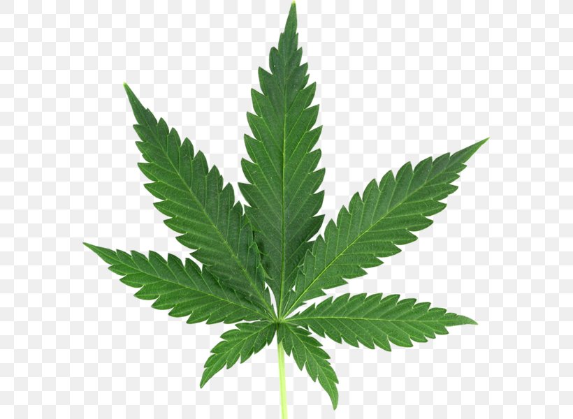 Medical Cannabis Cannabis Smoking Cannabis Sativa, PNG, 585x600px ...