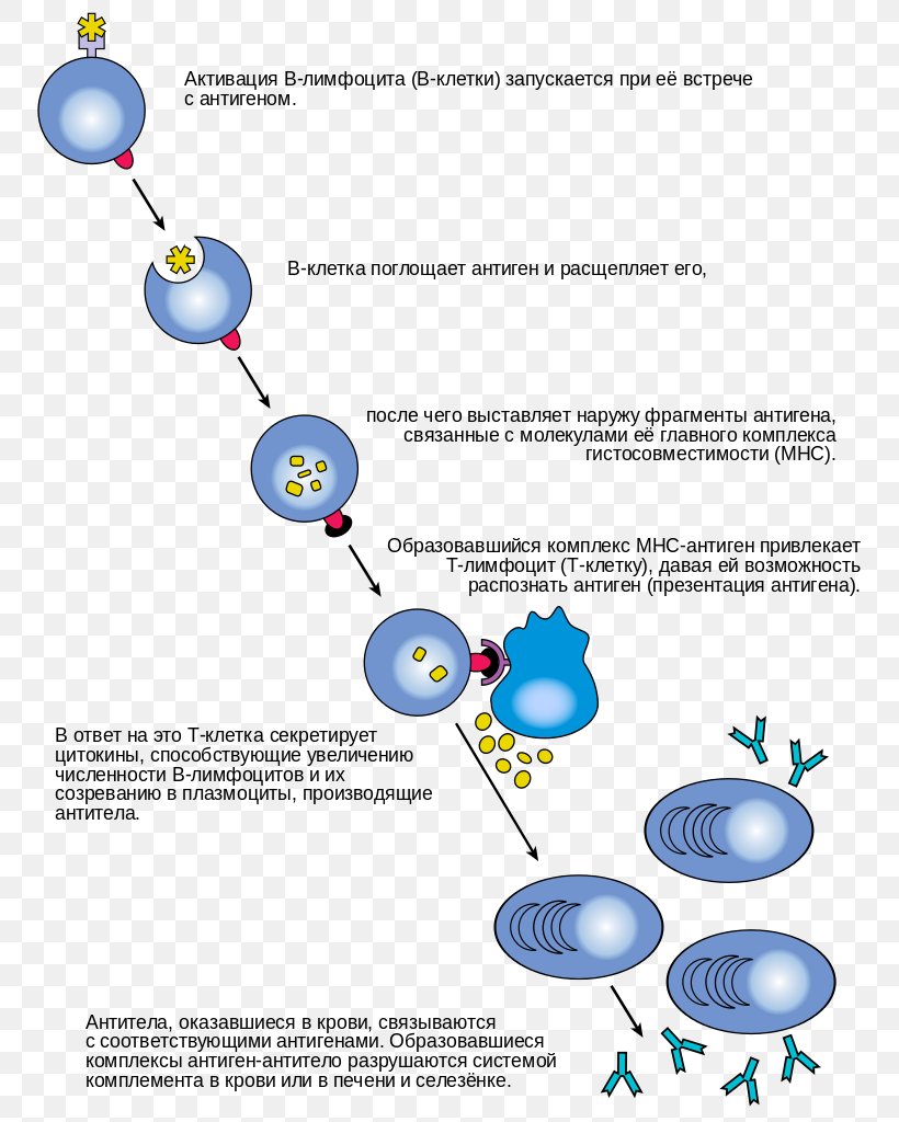 B Cell Lymphocyte T Cell Antibody Immune System, PNG, 780x1024px, B Cell, Adaptive Immune System, Antibody, Antigen, Area Download Free