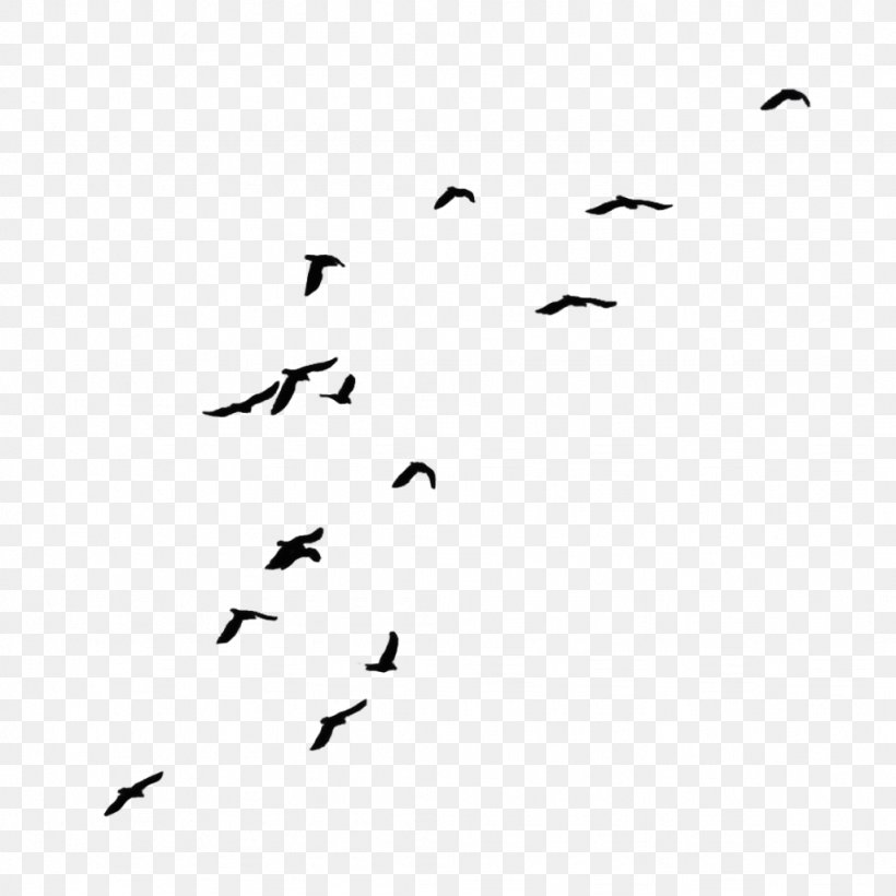 Bird Flock Clip Art, PNG, 1024x1024px, Bird, Alpha Compositing, Animal Migration, Area, Beak Download Free
