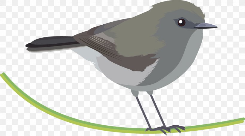 Bird Grey Warbler New World Warblers Grey Thornbill American Sparrows, PNG, 1124x629px, Bird, American Sparrows, Animal, Art, Beak Download Free