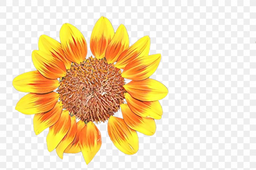 Flowers Background, PNG, 1280x853px, Cartoon, Annual Plant, Asterales, Calendula, Common Sunflower Download Free