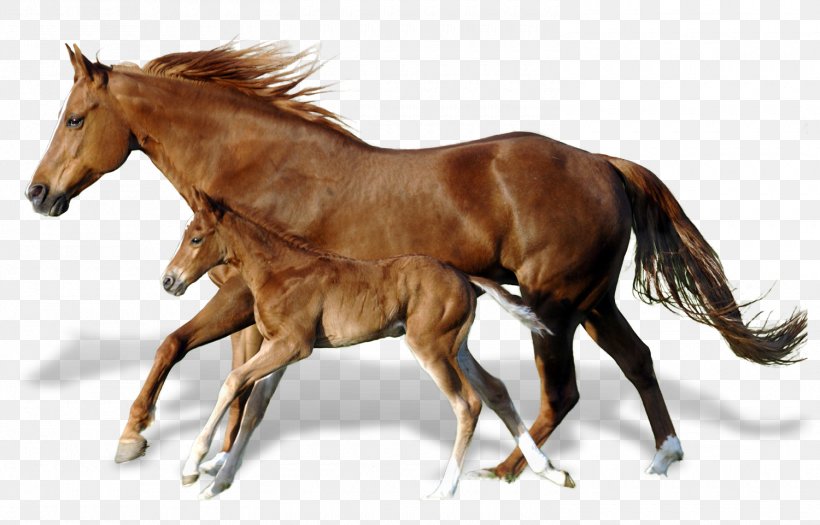 Foal Mare Mustang Andalusian Horse Horses, PNG, 1500x961px, Foal, Andalusian Horse, Breyer Animal Creations, Bridle, Canter And Gallop Download Free