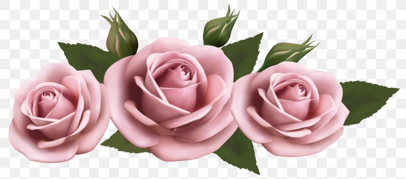 Garden Roses Flower Clip Art, PNG, 3612x1602px, Rose, Blue Rose, Cut Flowers, Floral Design, Floristry Download Free