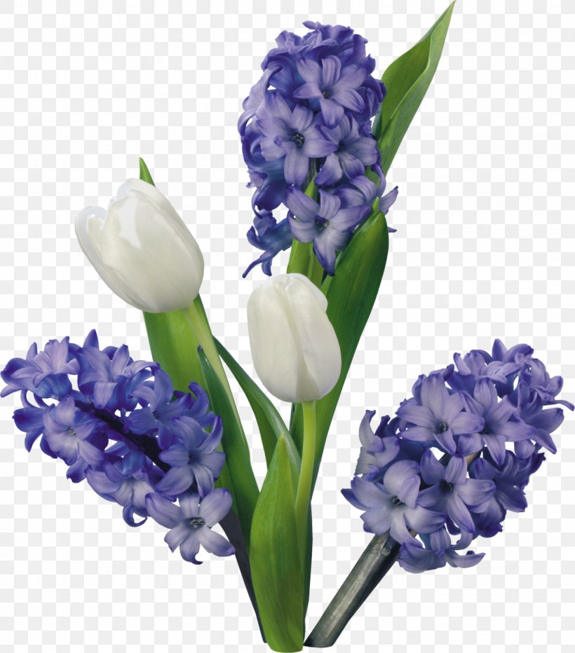 Hyacinth Flower Tulip Clip Art, PNG, 1126x1280px, Hyacinth, Cut Flowers, Floral Design, Flower, Flowering Plant Download Free