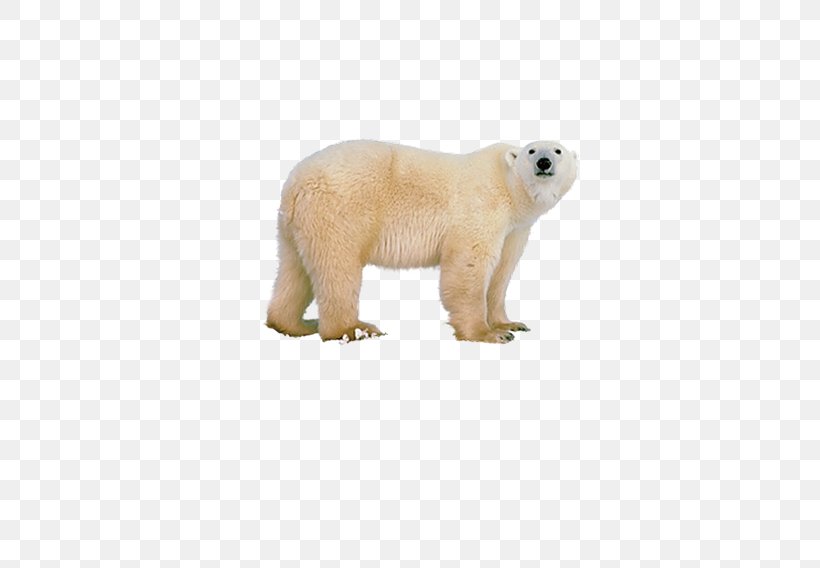 Polar Bear Polar Regions Of Earth, PNG, 552x568px, Watercolor, Cartoon, Flower, Frame, Heart Download Free