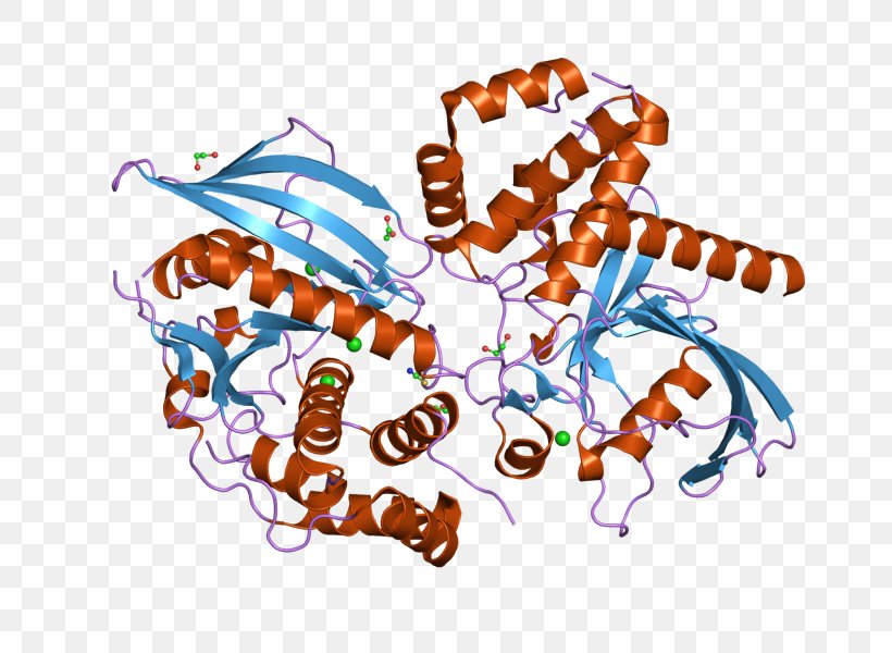 Protein Tyrosine Phosphatase PTPN9 Gene Protein Phosphatase, PNG, 800x600px, Protein Tyrosine Phosphatase, Art, Cell Signaling, Enzyme, Food Download Free