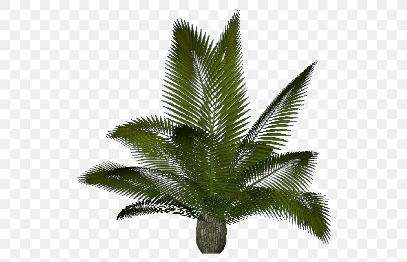 Arecaceae Sago Palm Plant Cycas Rumphii .dwg, PNG, 750x527px, Arecaceae, Arecales, Autocad, Cycad, Cycas Rumphii Download Free