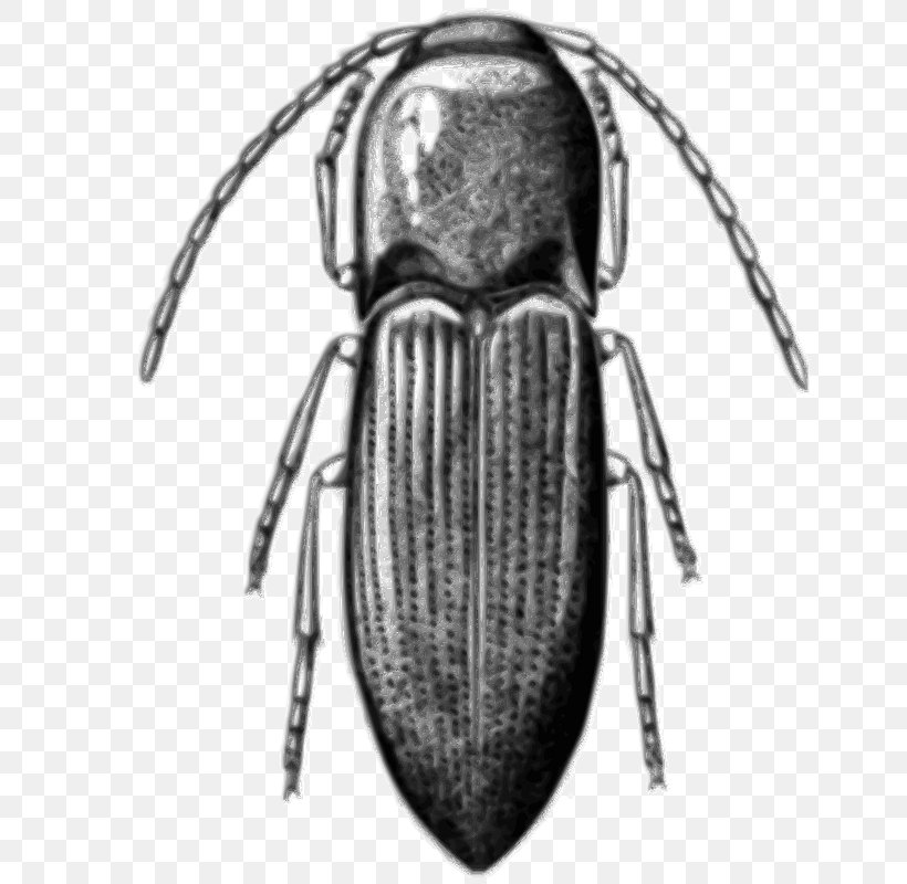 Beetle Alyma Lawlerae Chile Clip Art, PNG, 672x800px, Beetle, Alyma, Alyma Lawlerae, Arthropod, Black And White Download Free