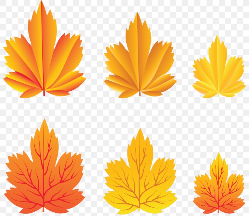 Clip Art Image Desktop Wallpaper Autumn, PNG, 800x710px, Autumn, Autumn Leaf Color, Black Maple, Digital Image, Drawing Download Free