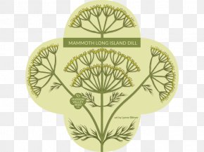 Dill Herb - Flower Dill Seed Drawing Botany PNG