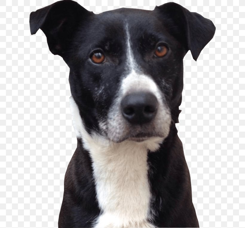 Labrador Retriever Beagle French Bulldog Puppy Dog Breed, PNG, 624x762px, Labrador Retriever, Animal, Beagle, Breed, Carnivoran Download Free