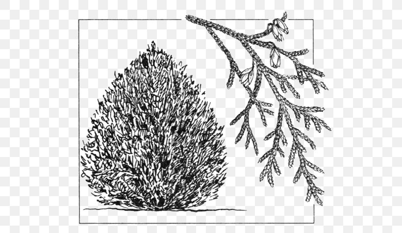 Arborvitae Drawing Shrub Conifers Cupressus, PNG, 570x475px, Arborvitae, Area, Black And White, Branch, Conifers Download Free