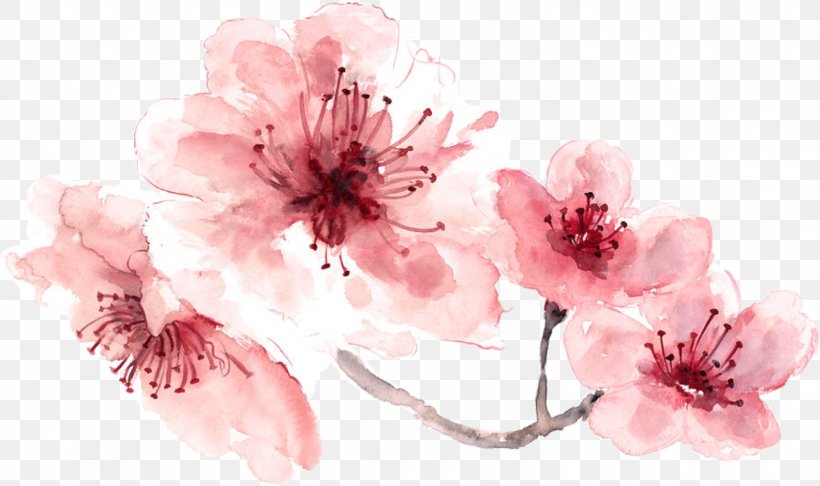 Cherry Blossom Watercolor Painting, PNG, 1492x886px, Blossom, Art, Branch, Canvas Print, Cherry Download Free