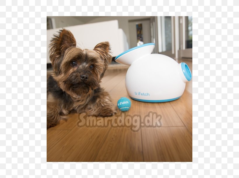 Dog Toys Puppy Fetch Cat, PNG, 610x610px, Dog, Ball, Bark, Cairn Terrier, Carnivoran Download Free