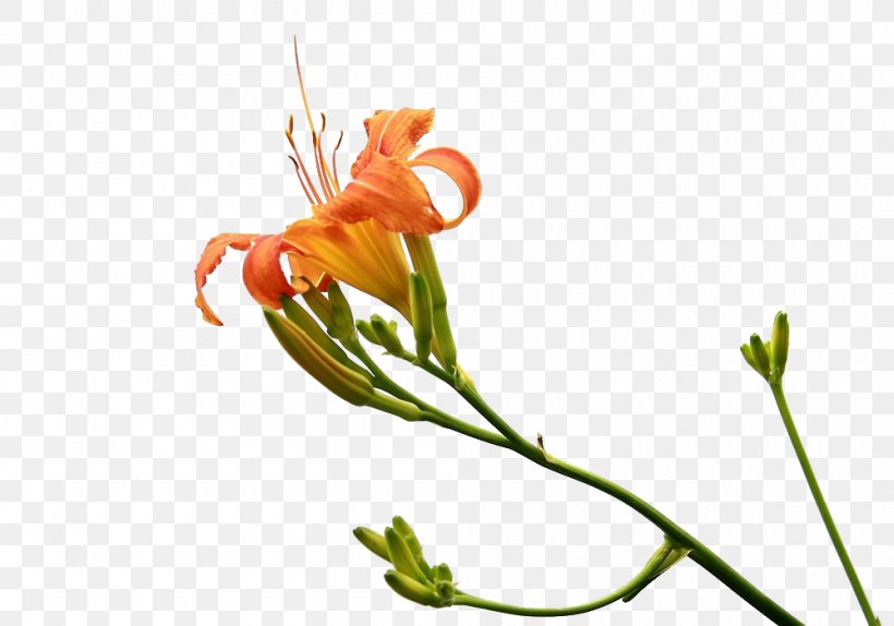 Hemerocallis Fulva Gratis Mothers Day, PNG, 1000x701px, Hemerocallis Fulva, Carnation, Designer, Floral Design, Floristry Download Free