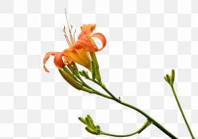 Forget The Grass In Kind - Hemerocallis Fulva Gratis Mothers Day PNG