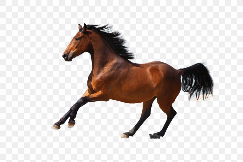 Mustang Horse Pony Stallion Logo, PNG, 2000x1334px, Mustang, Animal, Animal Figure, Bridle, Car Download Free
