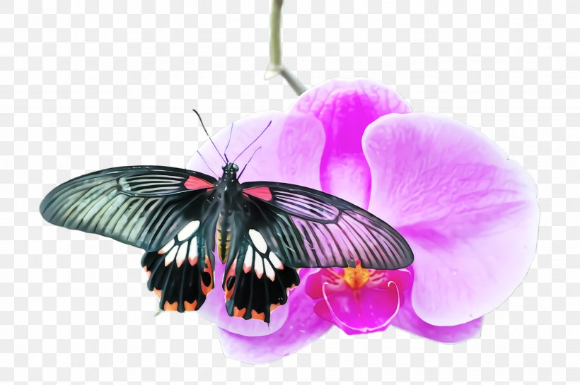 Butterfly Insect Moths And Butterflies Violet Pollinator, PNG, 2452x1632px, Butterfly, Insect, Moths And Butterflies, Pink, Plant Download Free