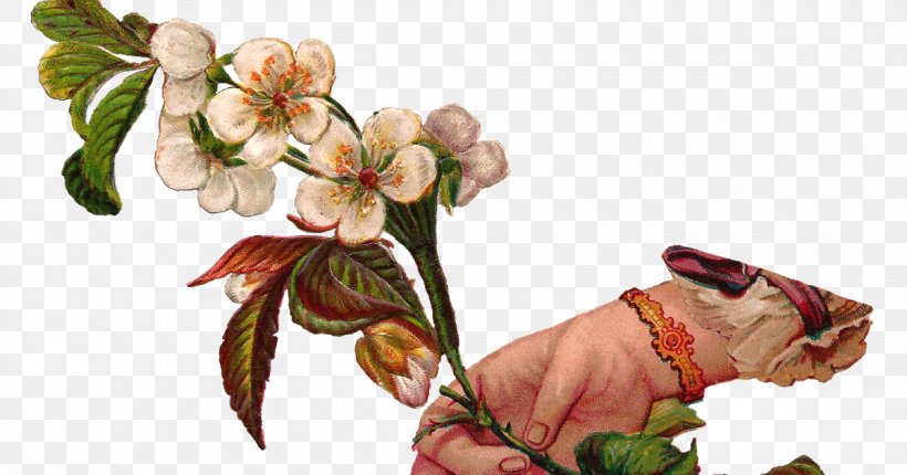 Flowering Dogwood Petal, PNG, 1200x630px, Flowering Dogwood, Blossom, Botanical Illustration, Branch, Cut Flowers Download Free
