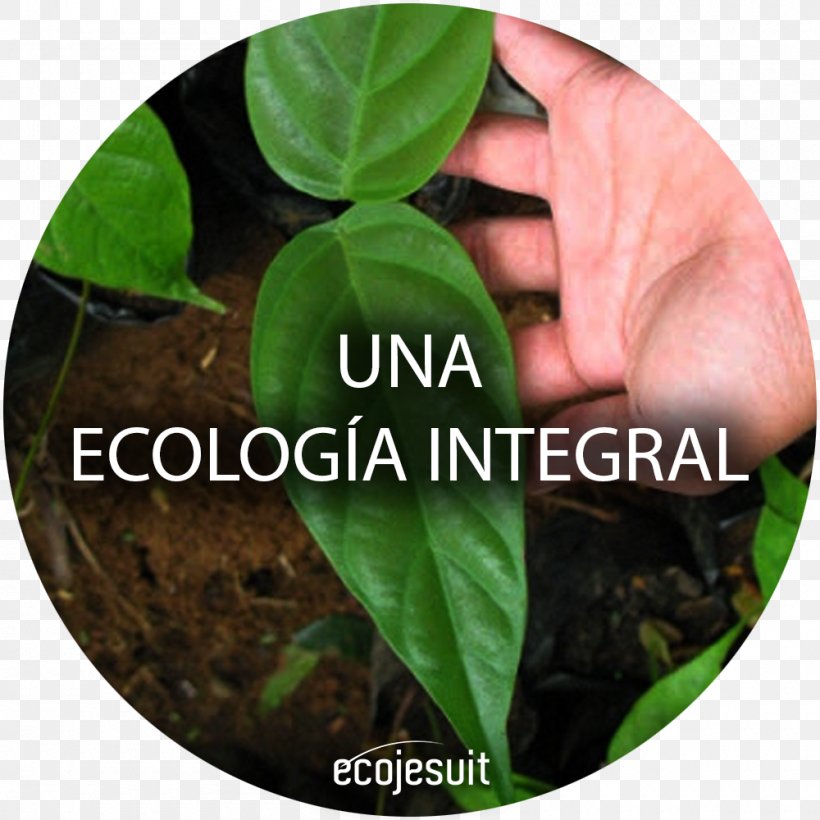 Laudato Si' Ecology Natural Environment Encyclical Ecojesuit, PNG, 1000x1000px, Ecology, Communication, Encyclical, Integral, Leaf Download Free