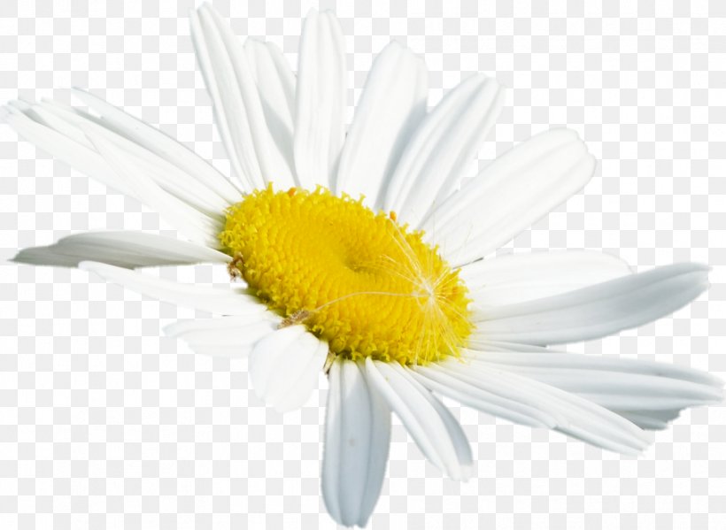 Common Daisy Oxeye Daisy Roman Chamomile Transvaal Daisy Cut Flowers, PNG, 907x663px, Common Daisy, Chamaemelum, Chamaemelum Nobile, Closeup, Cut Flowers Download Free