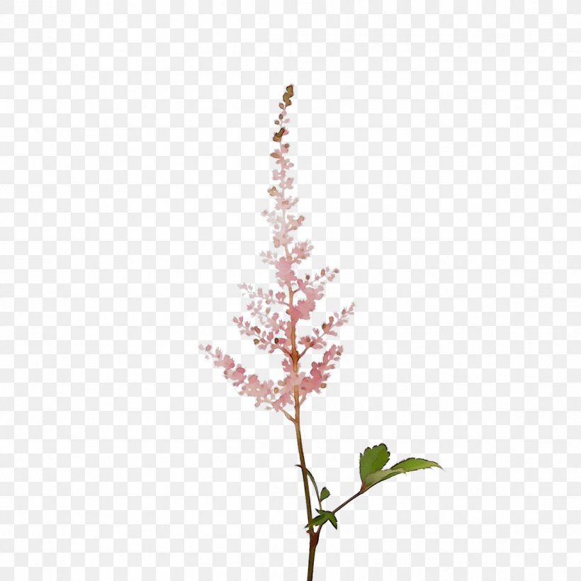 Twig Plant Stem Leaf Flower Plants, PNG, 1146x1146px, Twig, Astilbe, Flower, Flowering Plant, Leaf Download Free