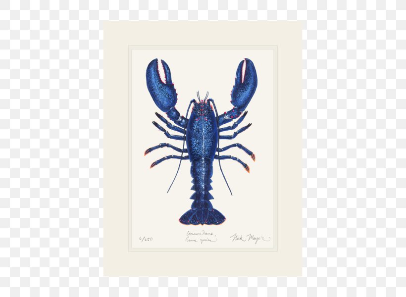 American Lobster Crab Giant Tiger Prawn California Spiny Lobster, PNG, 505x600px, Lobster, American Lobster, Animal Source Foods, Art, Blue Mussel Download Free