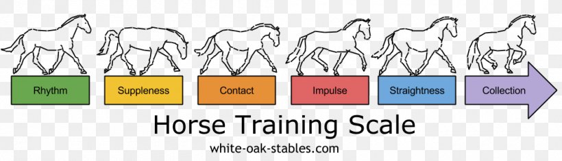 Horse Training Equestrian Dressage Show Jumping, PNG, 1060x306px, Watercolor, Cartoon, Flower, Frame, Heart Download Free